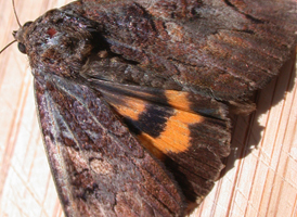 Little Wife Underwing